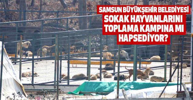 Samsun Büyükşehir Sokak Hayvanlarını Toplama Kampına Mı Hapsediyor?