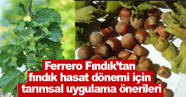 Ferrero Fındık’tan fındık hasat dönemi için tarımsal uygulama önerileri
