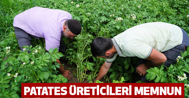 Patates üreticileri memnun