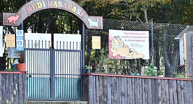 Kedi Kasabası Türkiye'de Örnek Teşkil Ediyor