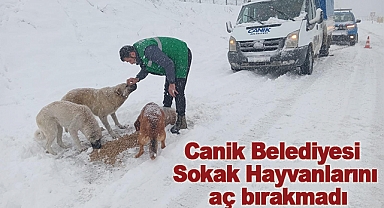 Canik Belediyesi Sokak Hayvanlarını aç bırakmadı