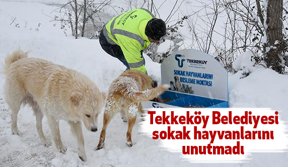 Tekkeköy Belediyesi sokak hayvanlarını unutmadı