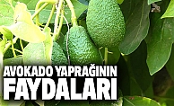 Avokado Yaprağının Faydaları Nedir?