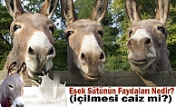 Eşek Sütünün Faydaları Nedir? (İçilmesi Caiz mi?)