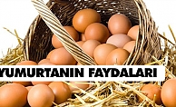 Yumurtanın Faydaları Nedir?