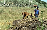 Önce Eylül'ü Buldu, Şimdi Evrim'i Arıyor