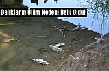 Balıkların Ölüm Nedeni Belli Oldu