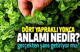 4 Yapraklı Yonca Ne Demek? (Anlamı Nedir)