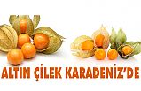Altın Çilek Karadeniz'de