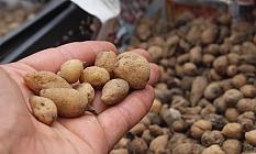 Salep Üretimine Tam Destek