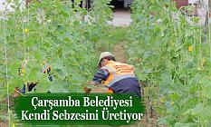 Çarşamba Belediyesi Kendi Sebzesini Üretiyor