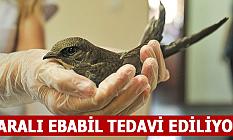 Yaralı ebabil tedavi ediliyor