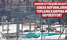 Samsun Büyükşehir Sokak Hayvanlarını Toplama Kampına Mı Hapsediyor?