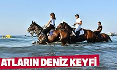 Atların Deniz Keyfi