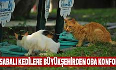 Kasabalı Kedilere Büyükşehirden Oba Konforu