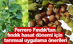 Ferrero Fındık’tan fındık hasat dönemi için tarımsal uygulama önerileri