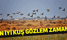En İyi Kuş Gözlem Zamanı