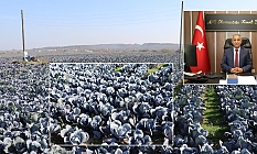 Bafra da Kırmızı Lahana Hasadı Yüz Güldürüyor