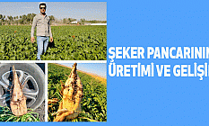 Şeker Pancarının Üretimi ve Gelişimi