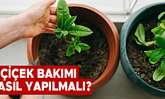 Çiçek Bakımı nasıl yapılmalı!